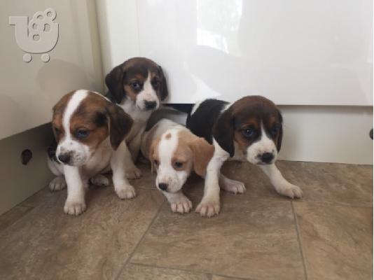 Πανέμορφα εγγεγραμμένα κουτάβια Beagle Kc
